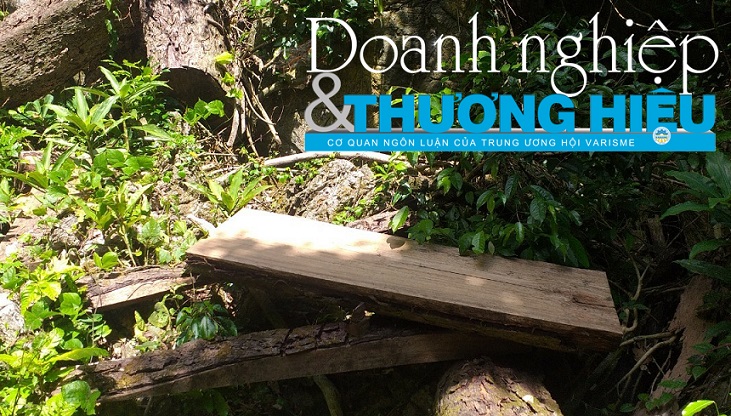 Minh Hóa: Rừng vẫn tiếp tục chảy máu ở huyện miền núi tỉnh Quảng Bình (bài 2)